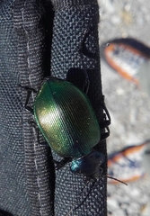 Calosoma sycophanta