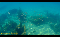 Diplodus