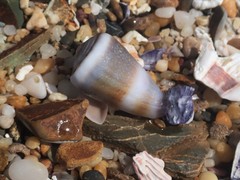 Conus muriculatus