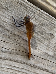 Brachymesia
