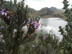 Diplostephium hartwegii