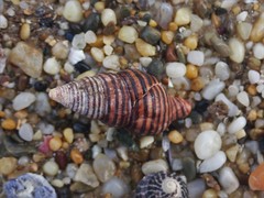 Turrilatirus turritus