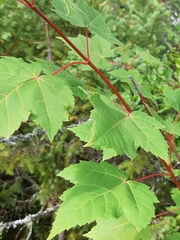 Acer rubrum image