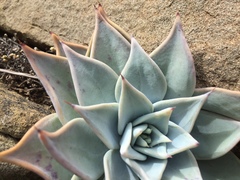 Echeveria cuspidata
