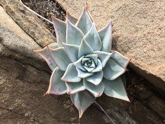 Echeveria cuspidata