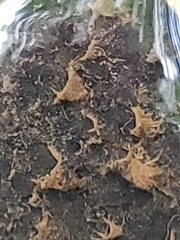 Annulipalpia