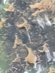 Annulipalpia