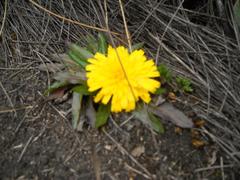 Hypochaeris sessiliflora