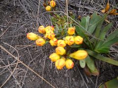 Gentianella hirculus
