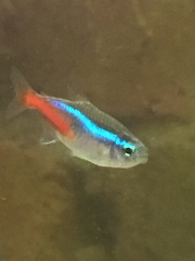 Paracheirodon innesi