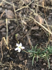 Phemeranthus confertiflorus