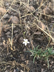 Phemeranthus confertiflorus