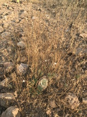 Phemeranthus confertiflorus