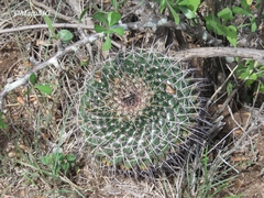 Mammillaria gigantea