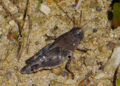 Pardalophora phoenicoptera