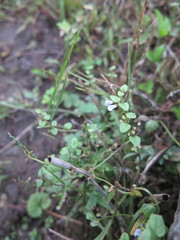 Scutellaria dependens