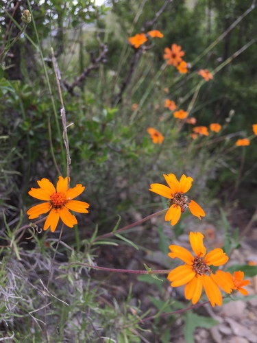 Zinnia juniperifolia (Zinnia juniperifolia)