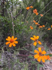 Zinnia juniperifolia