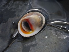 Nerita erythrostoma