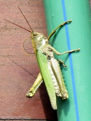 Coryacris angustipennis