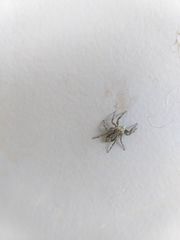 Menemerus bivittatus