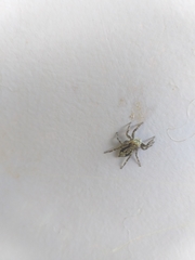 Menemerus bivittatus