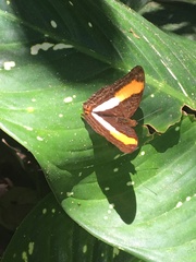 Adelpha cocala lorzae