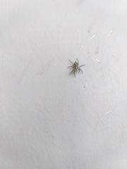 Menemerus bivittatus