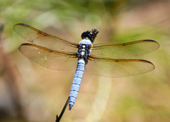 Libellula flavida
