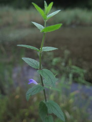 Scutellaria tuminensis