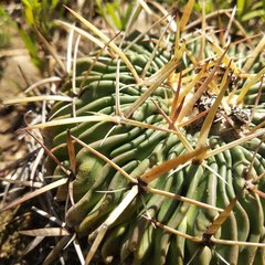 Echinofossulocactus crispatus