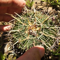 Echinofossulocactus crispatus