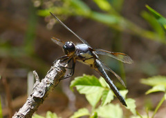 Libellula flavida