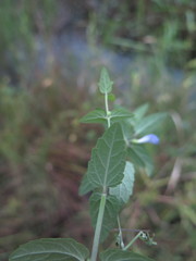 Scutellaria tuminensis
