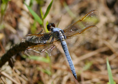 Libellula flavida