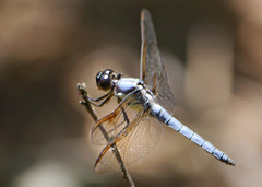 Libellula flavida