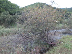 Salix nipponica