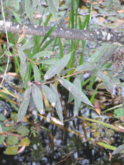 Salix nipponica
