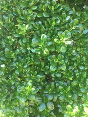 Coprosma repens