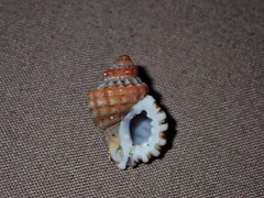 Turritriton labiosus