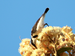 Cissomela pectoralis