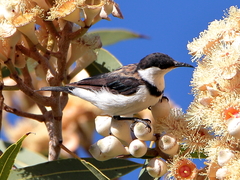 Cissomela pectoralis