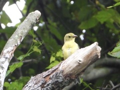 Piranga olivacea