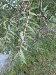 Salix pierotii