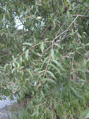 Salix pierotii