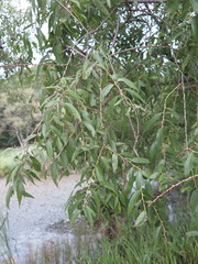 Salix pierotii