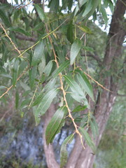 Salix pierotii