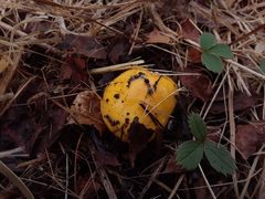 Russula lutea