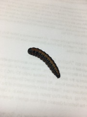 Omphalocera munroei