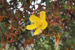 Hypericum revolutum
